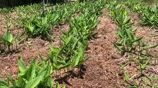 Turmeric growing in Hawaii
