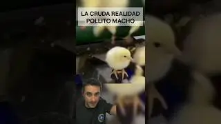 La cruda realidad de ser un pollito macho.#curiosidades #supervivencia #sabiasque