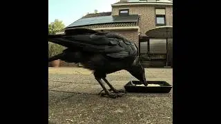Отец прилетел, надо уступить место у тарелки) #crow #ворона #животные