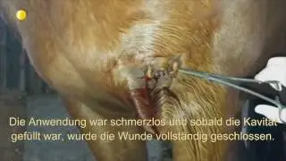 Verletzte Stute wird geheilt durch L-Mesitran