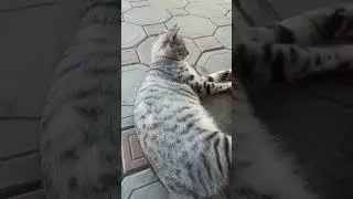 не трогайте игрушку кота 