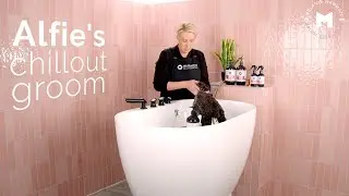 Grooming a Toy Poodle