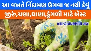 Nindaman ni dava | khad ni dava | best weedicide in india | kharpatwar nashak dawa @Kheti_walee