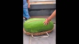 Gran creatividad humana