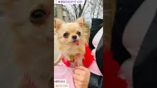 Бьем челом