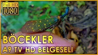 Böcekler A9 TV HD Belgeseli