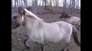 TARPAN HORSES- DIXIE MEADOWS FARM , VIRGINIA