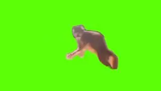 green screen cute cat running