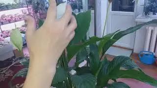 Спатифиллум-әйел бақыты гүлінің күтімі. Гүлдетудің жолы