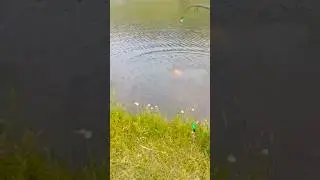 Борьба с увесистым карпом. Рыбалка на реке Осётр.