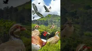💚 SHORT. DESCUBRE LA ESCENOGRAFÍA DE NATURALEZA.🎧 FOTOGRAFÍA Y SONIDO. #birds #sonidosdelanaturaleza
