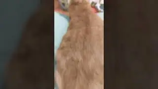 Long guy.