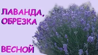 Лаванда, обрезка весной