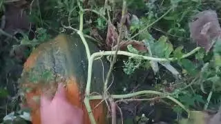 Джунглі