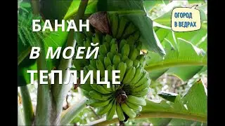 Банан в моей теплице. Выращивание экзотических растений.