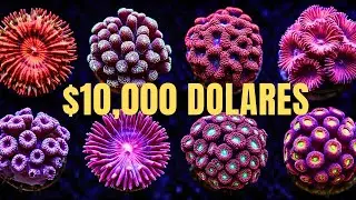 ENCONTRAMOS LOS CORALES MÁS HERMOSOS DEL MUNDO MUNDIAL