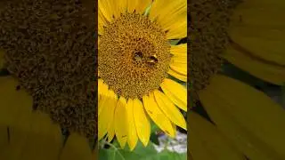 Bees hard at work collecting pollen 🍯