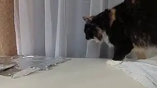 Даша