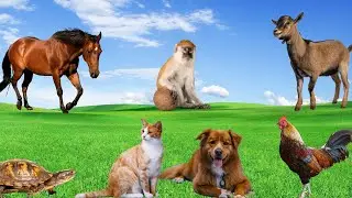 Playful Animal Moments - Dog, Cat, Monkey, Horse, Goat - Animal Sounds