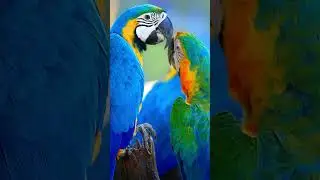 #macaw #12khdr #240fpsdolbyvision #animals #8kultrahd #audiovisualdelight #flowers #8ktv  #wildlife