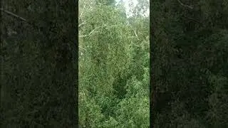 4.05.2024 г.! Определил знакомый опытный,что это -  голубка ...