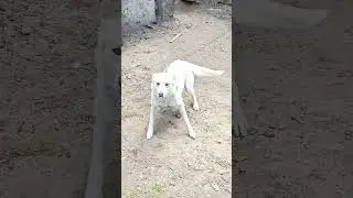 шум#хвост#бобра#