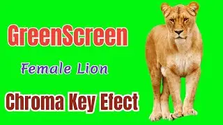 Female Lion Green Screen,lion green screen,Green Screen Background