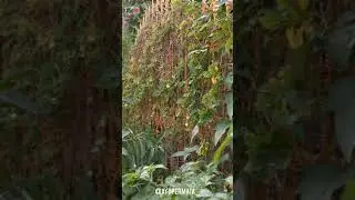 Huawei Nova 5T Camera Test