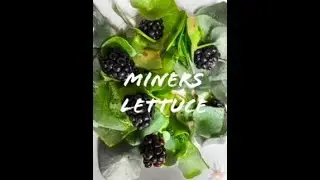 Gold Rush Cooking - Miners Lettuce!