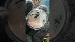 Шорт-трек 3 рубля. Серебро.