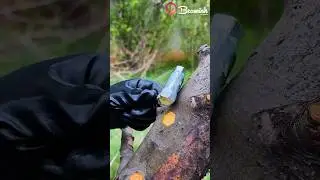 Spring tree grafting method 🌱 