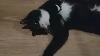 Поза: я на пляже в Малибу 🌅👍😹😸