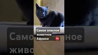 Кот Шерингтон и "самое опасное животное Африки" 🙀 #cat #кот #котка