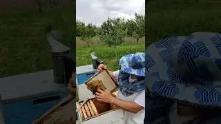 Відбираємо мед з акації! ❤️ Медозбір з акації пройшов успішно! Мед вже в продажу! #мед #медакація