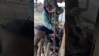 RUZIMUROD VA SHETAN