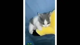 Котёнок 🐱