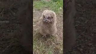 Парандаро Лайк Монед