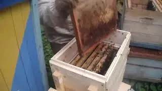 Пасека Цебро. Пересадка, часть 4.