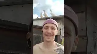Хейторов в расход Toscana на всех площадках #pigeon #голуби #широкохвостые #music #rap