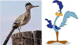 The bird that inspired Chuck Jones (Road Runner)