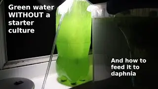 Green Water WITHOUT a Starter Culture - From Scratch - How To