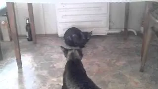 Ника и Эльфик