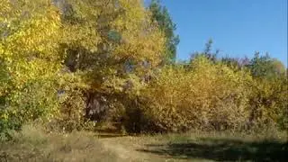 Файл №147  Мимо дач по перелеску  x264