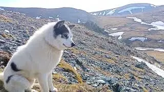 Пастух перегоняет стадо через горы 