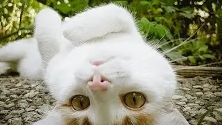КОШКА СПИТ НА СПИНЕ !!!