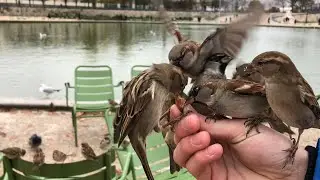 Tame birds in Paris - Domar pájaros - Ручные птицы