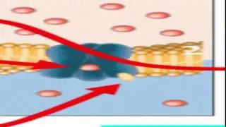 07 part 2  Cell Structure and function   Types of transport   Dr Essam Ibrahim   علوم صحية