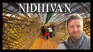 NIDHIVAN Mandir Vrindavan | Temple Walking Tour | निधिवन मंदिर, वृंदावन