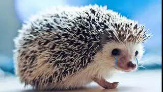 Я НЕ ЧЕЛОВЕК, И НЕ ГОРОШЕК, Я ЁЖИК, ГРУСТНЫЙ ЁЖИК: FAST ВЕРСИЯ meme