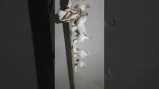 Гульбадами